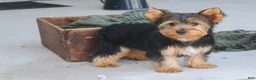 Yorkshire Terrier dogs for sale: Teddy - Ad 9