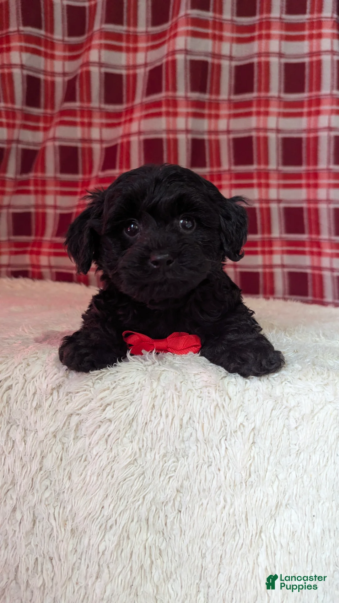 Yorkiepoo dogs for sale: Tyson  - Ad 14