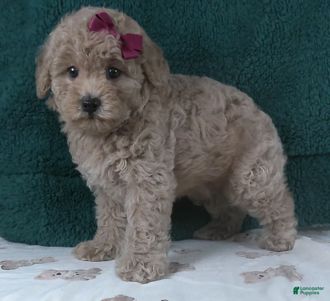 Miniature Poodle dogs for sale: Dream - Ad 3