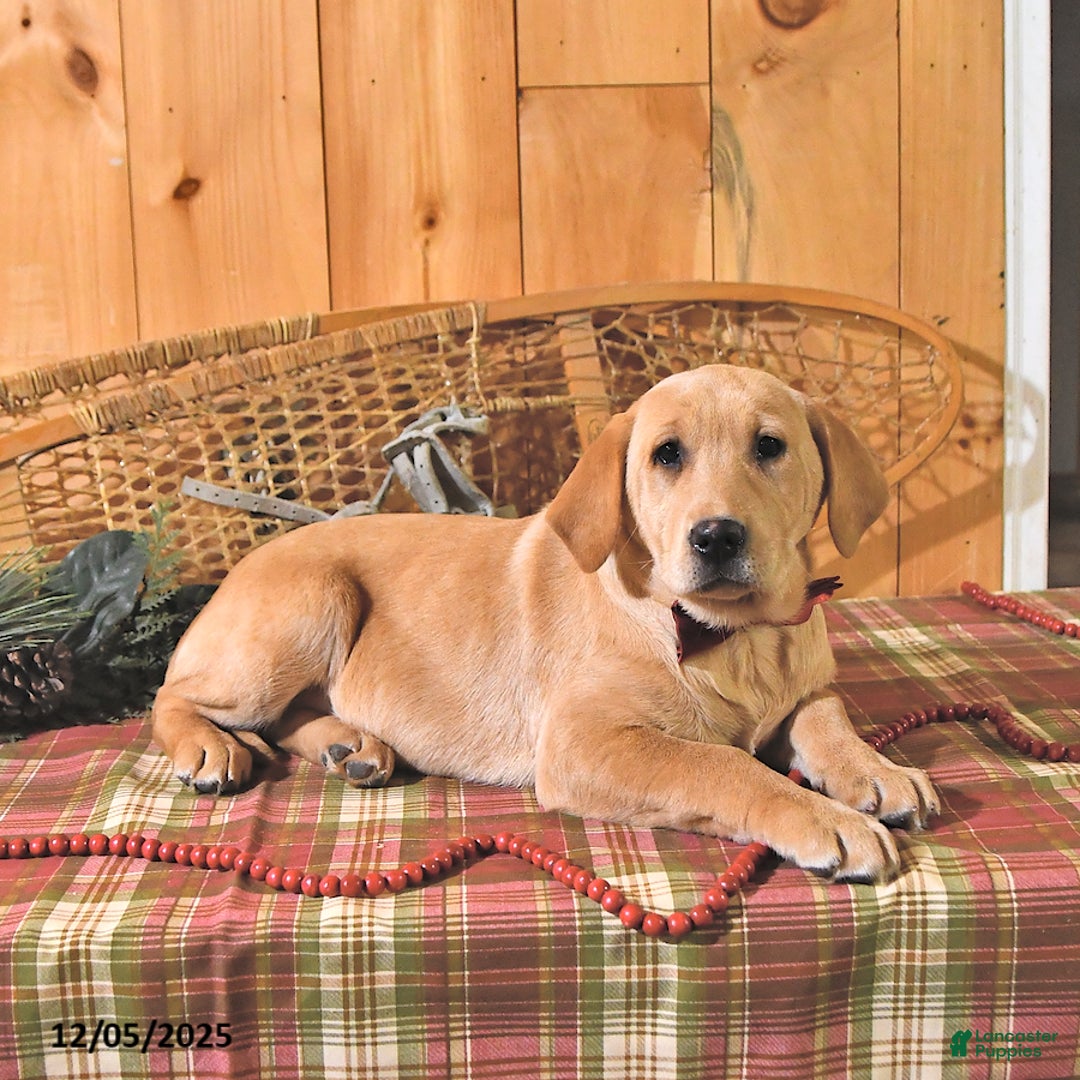 Labrador Retriever dogs for sale: Sunshine - Ad 5