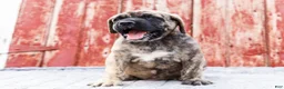English Mastiff dogs for sale: Paul - Ad 4
