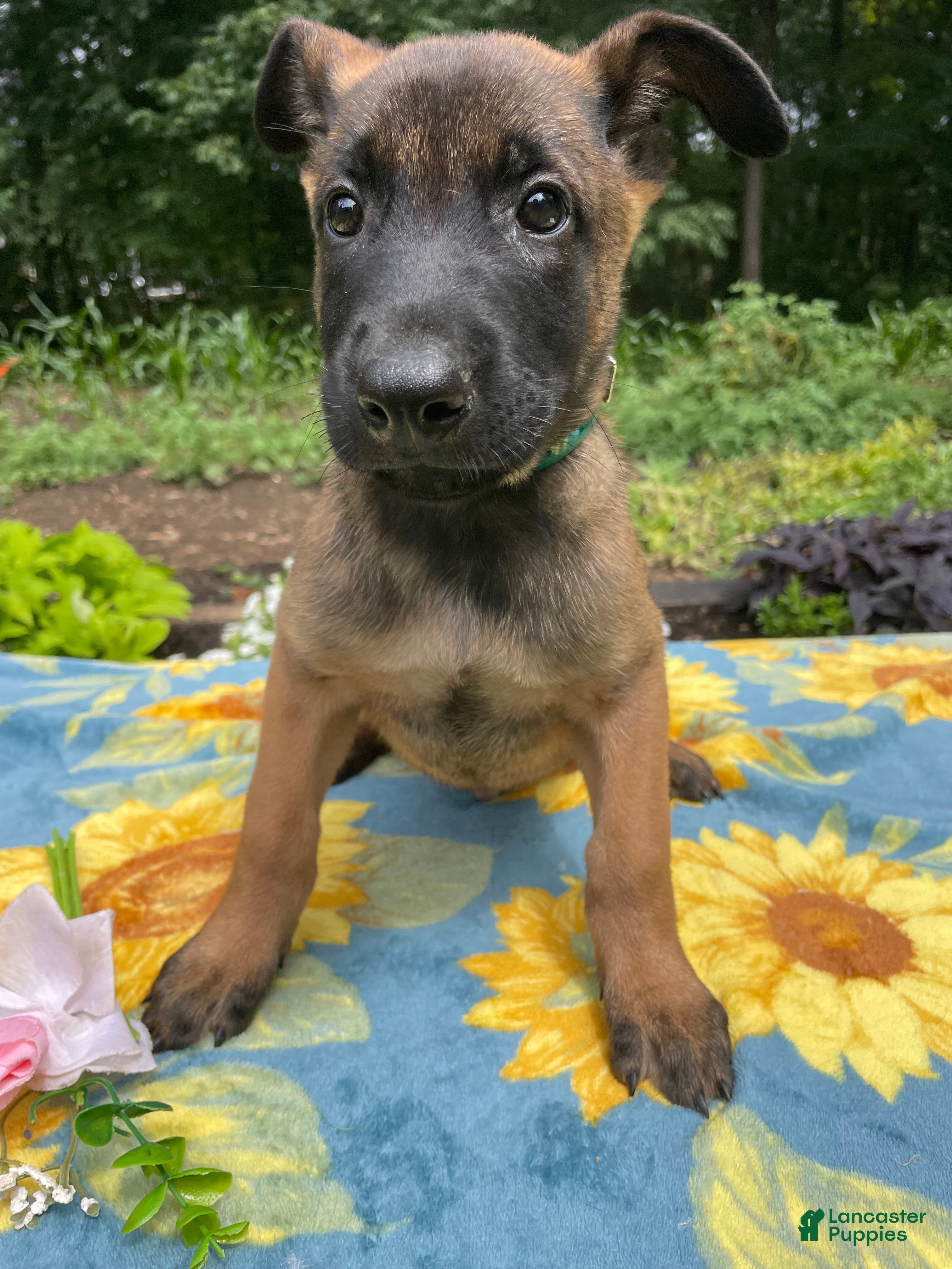 Belgian Malinois dogs Liam - Ad 2
