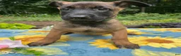 Belgian Malinois dogs for sale: Liam - Ad 2