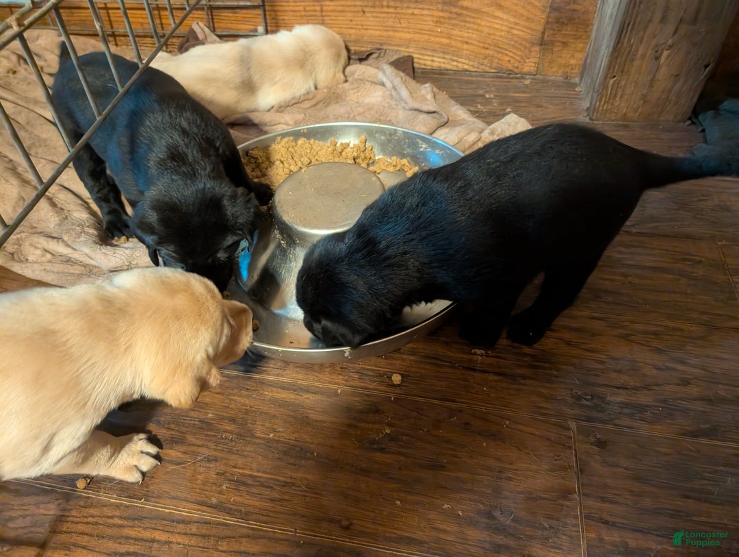 Labrador Retriever dogs for sale: Labrador Retriever Puppy 4 - Ad 1