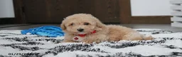 Bichpoo dogs for sale: Ranger - Ad 12