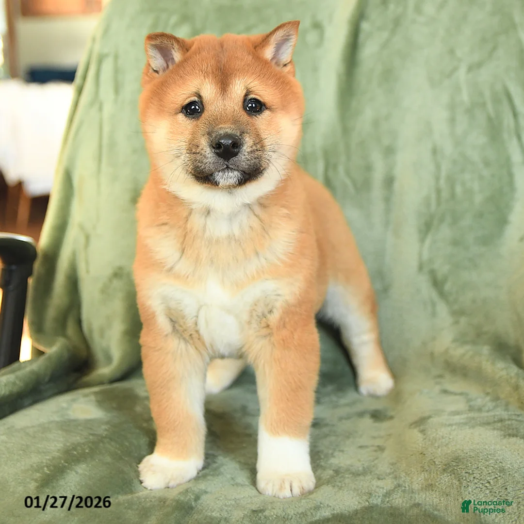 Shiba Inu dogs for sale: Nelson - Ad 2