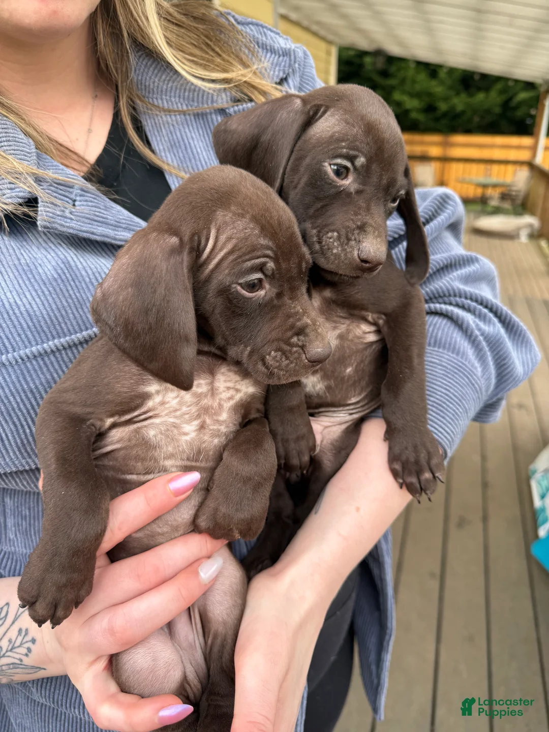 German Shorthaired Pointer dogs for sale: German Shorthaired Pointer Puppy 7 - Ad 1