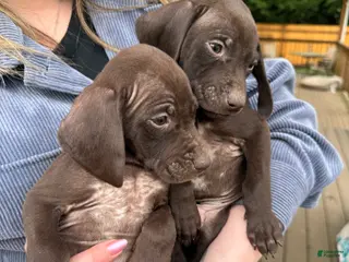 German Shorthaired Pointer dogs German Shorthaired Pointer Puppy 7 - Ad 25