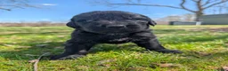 Newfoundland dogs for sale: Hero - Ad 16