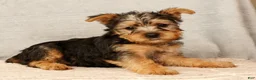 Yorkshire Terrier dogs for sale: Heather - Ad 7
