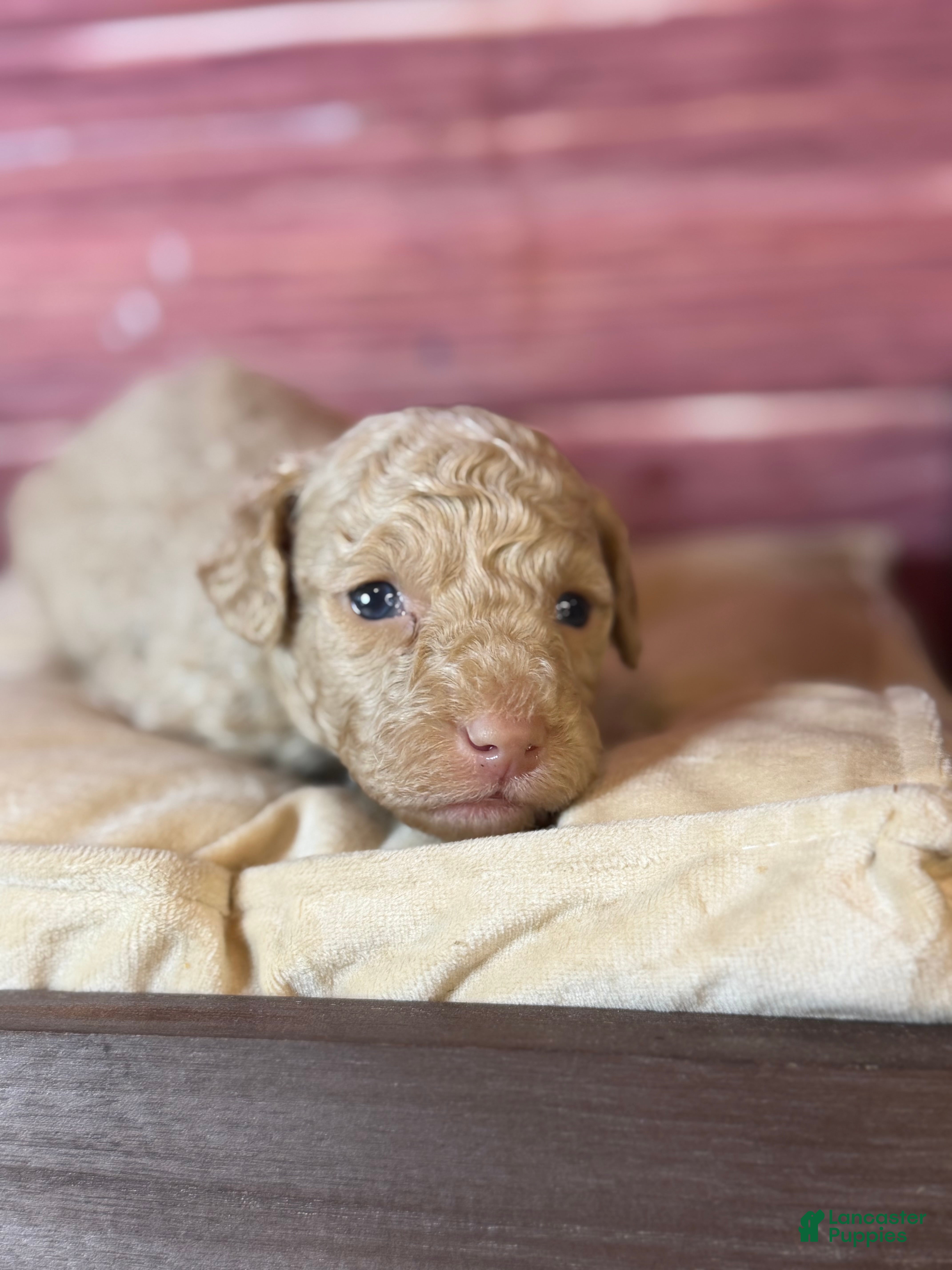 Toy Poodle dogs for sale: Bruce - Ad 2