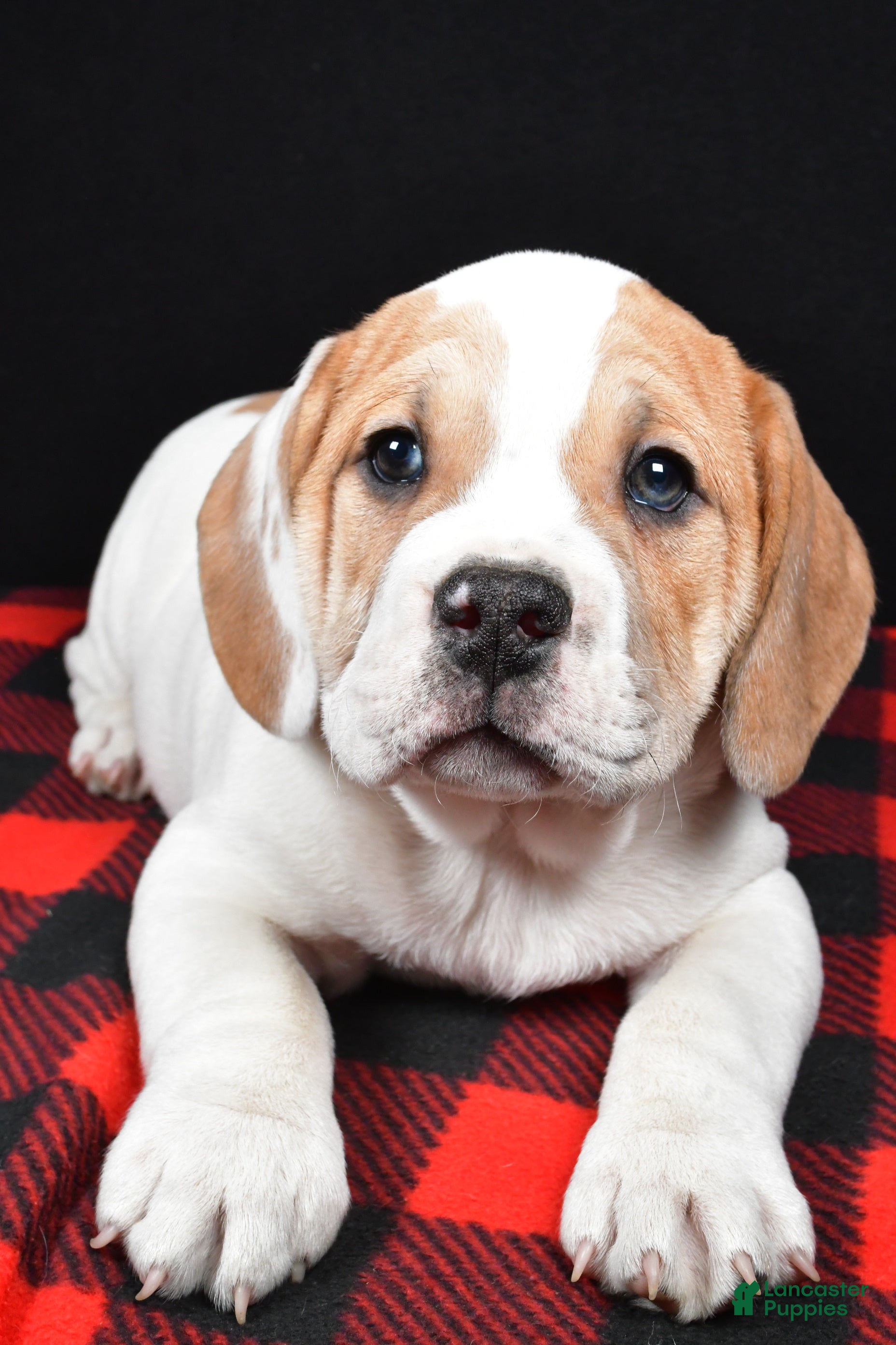 Beabull dogs Lincoln - Ad 6