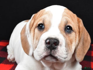 Mixed Breed dogs Lincoln - Ad 5