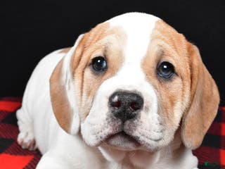 Beabull dogs Lincoln - Ad 11