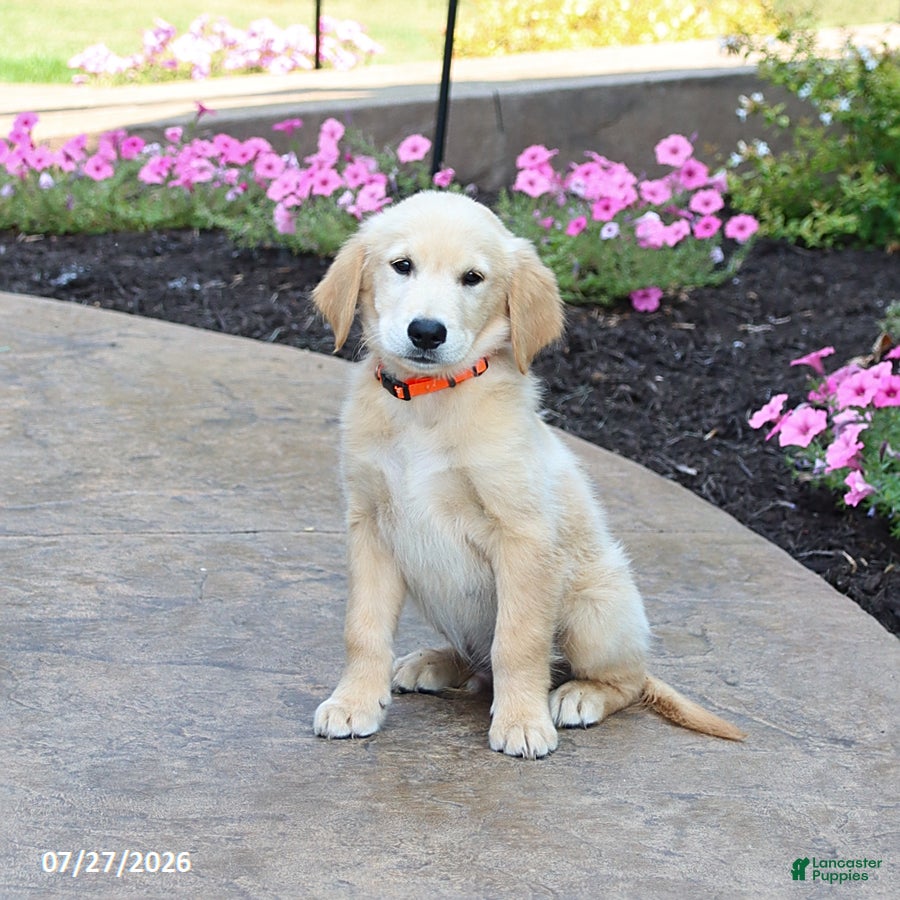 Golden Retriever dogs Milford - Ad 1