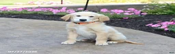 Golden Retriever dogs for sale: Milford - Ad 1