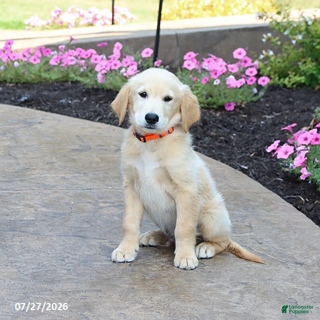 Golden Retriever dogs for sale: Milford - Ad 1
