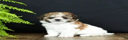 Mixed Breed dogs for sale: Minnie - Ad 3