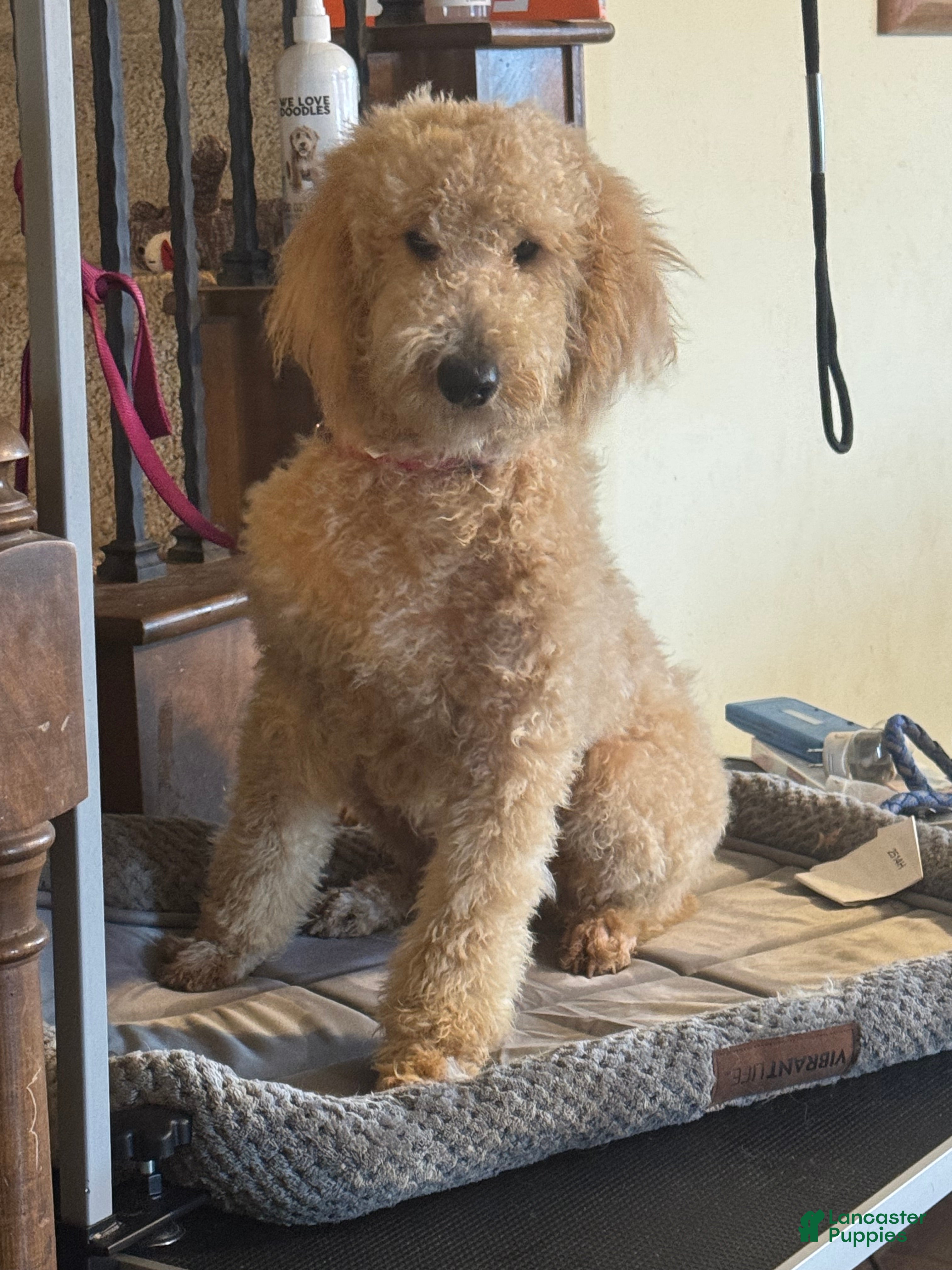 Goldendoodle dogs Goldendoodle Puppy 4 - Ad 14