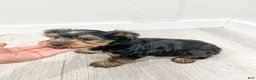 Yorkshire Terrier dogs for sale: Jordan - Ad 8