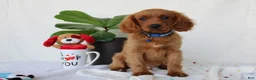 Cavapoo dogs for sale: Sammy - Ad 1