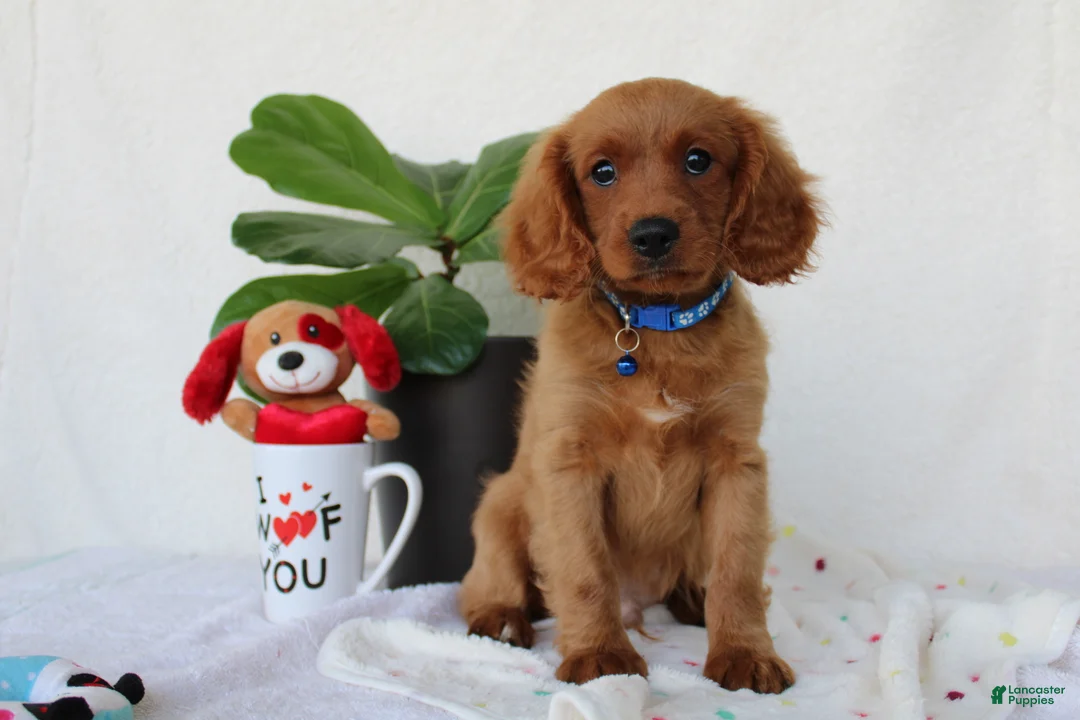 Cavapoo dogs for sale: Sammy - Ad 1