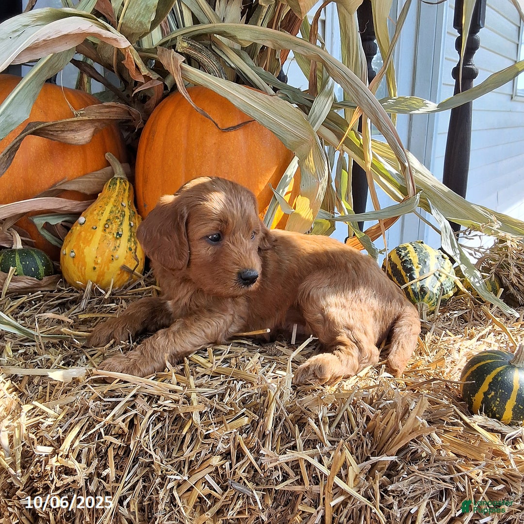 Cavapoo dogs for sale: Benji - Ad 4