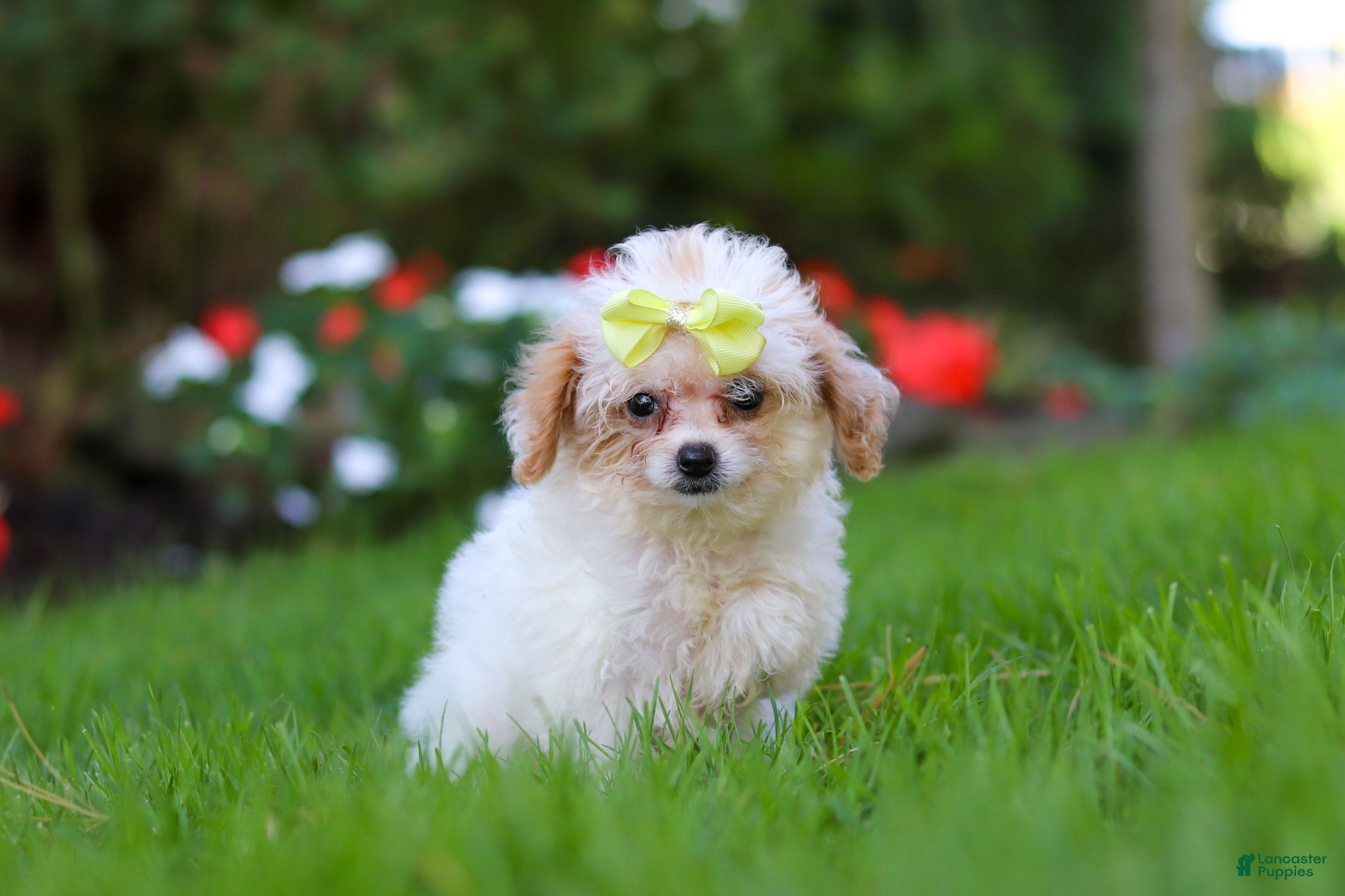 Cavapoo dogs for sale: Mila - Ad 1