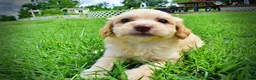 Havapoo dogs for sale: Alfie-SUMMER SALE!! $100 off listed price!! - Ad 6