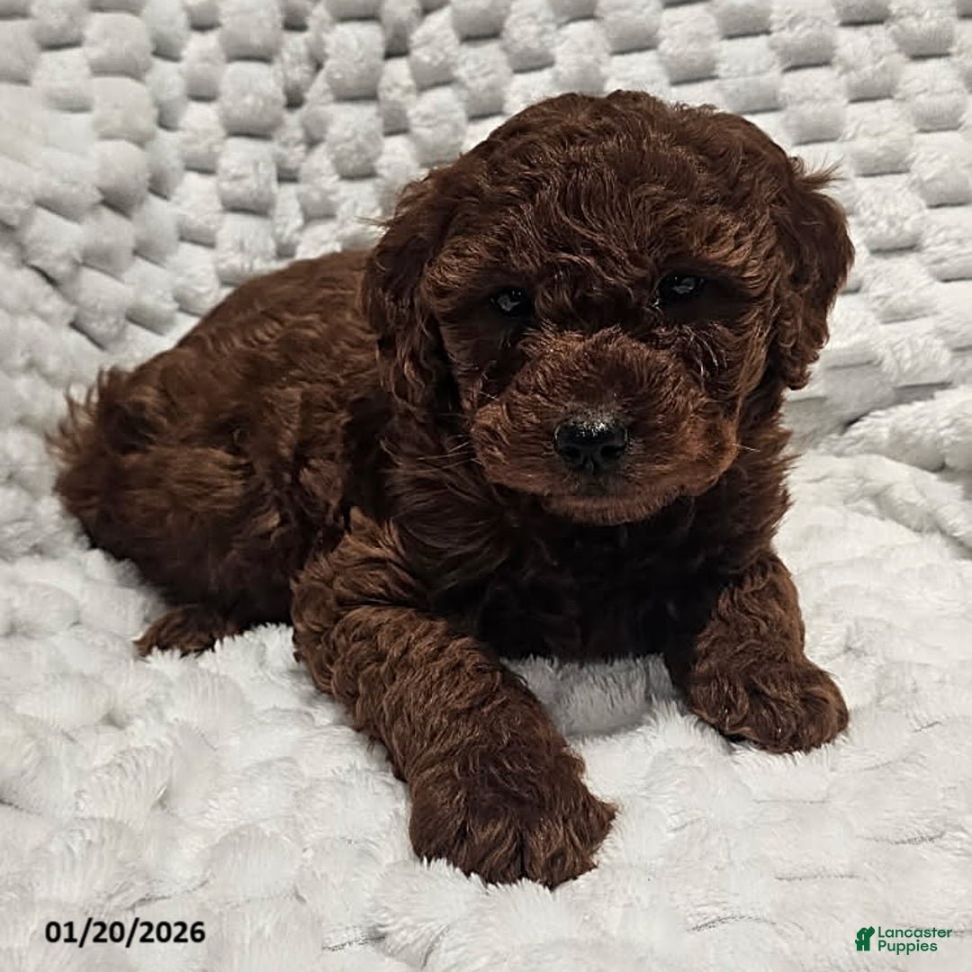 Mini Goldendoodle dogs for sale: Precious - Ad 2