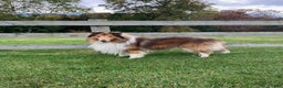 Collie dogs for stud: Sherloch - Ad 1