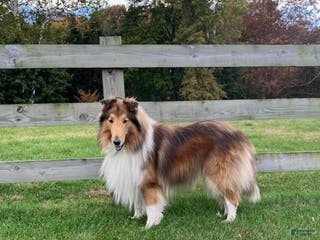 Collie dogs Sherloch - Ad 23