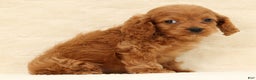 Cockapoo dogs for sale: Cassidy - Ad 9