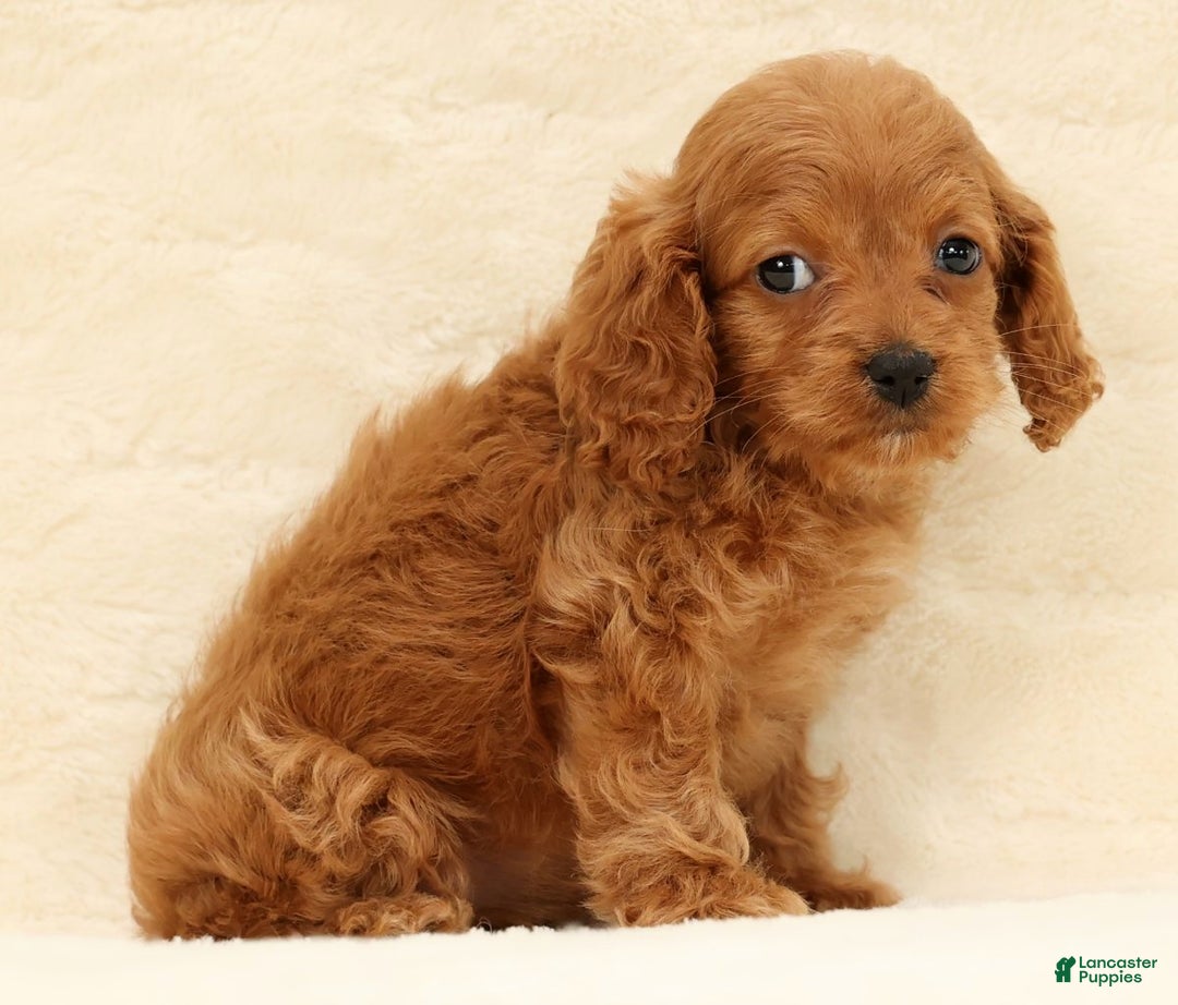 Cockapoo dogs for sale: Cassidy - Ad 9