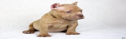 American Bully dogs for sale: Lilac Female - Ad 4