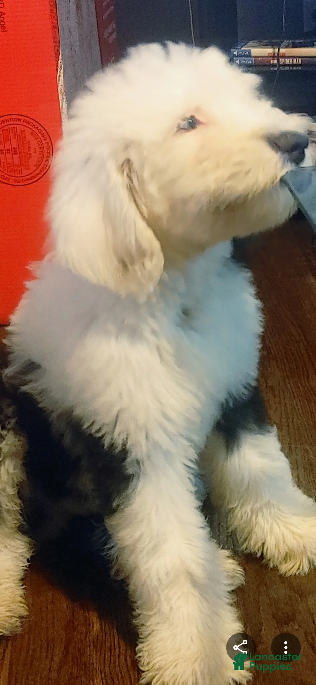 Old English Sheepdog dogs for sale: Old English Sheepdog Puppy 1 - Ad 1