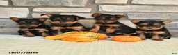 Yorkshire Terrier dogs for sale: Newt - Ad 5
