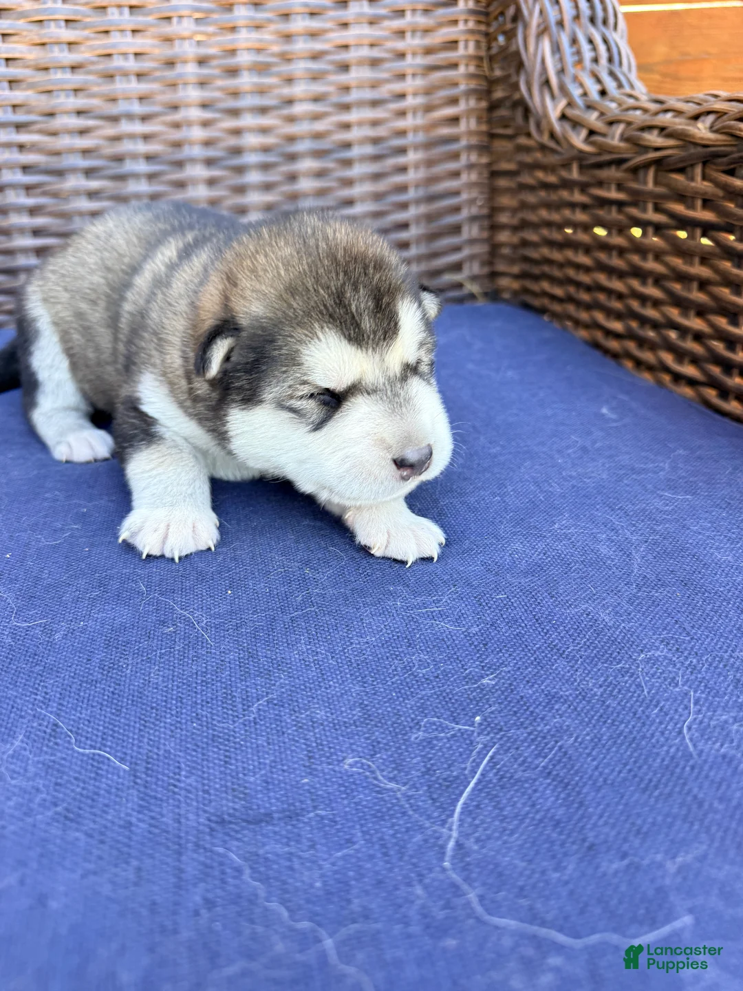 Alaskan Malamute dogs for sale: Alaskan Malamute Puppy 4 - Ad 4