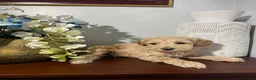 Maltipoo dogs for sale: Blanko - Ad 2