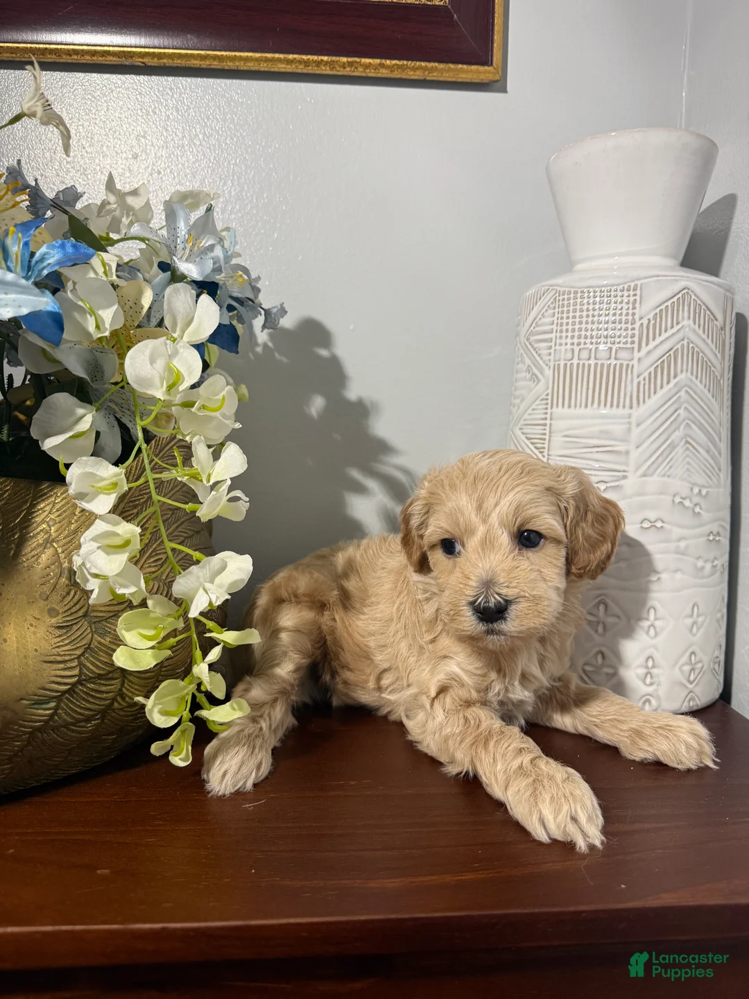 Maltipoo dogs for sale: Blanko - Ad 2