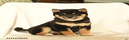 Shiba Inu dogs for sale: Pip  - Ad 1