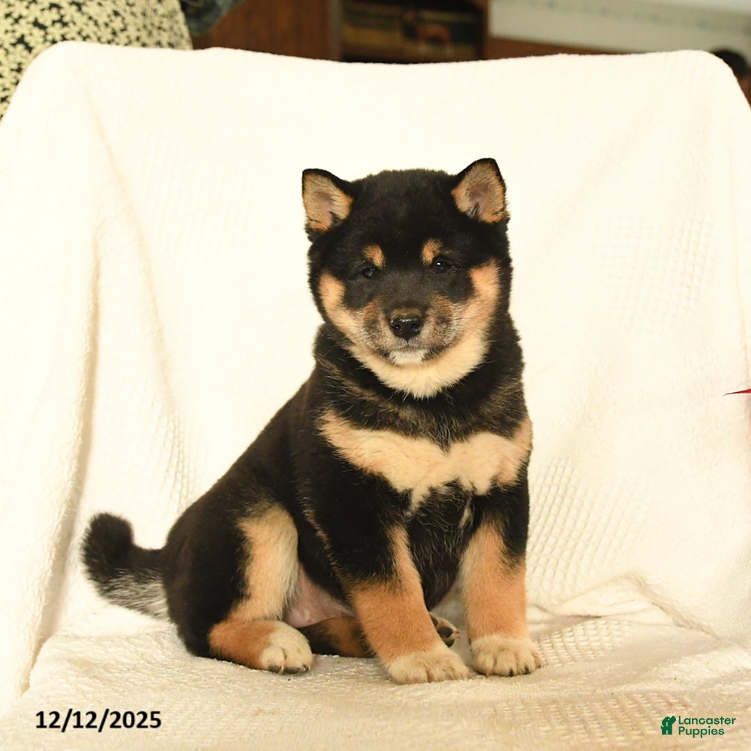 Shiba Inu dogs for sale: Pip  - Ad 1