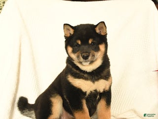 Shiba Inu dogs Pip - Ad 2