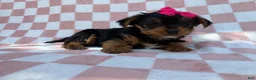 Yorkiepoo dogs for sale: Tazzy - Ad 3
