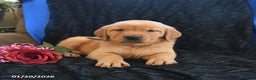 Golden Retriever dogs for sale: Jamie - Ad 3
