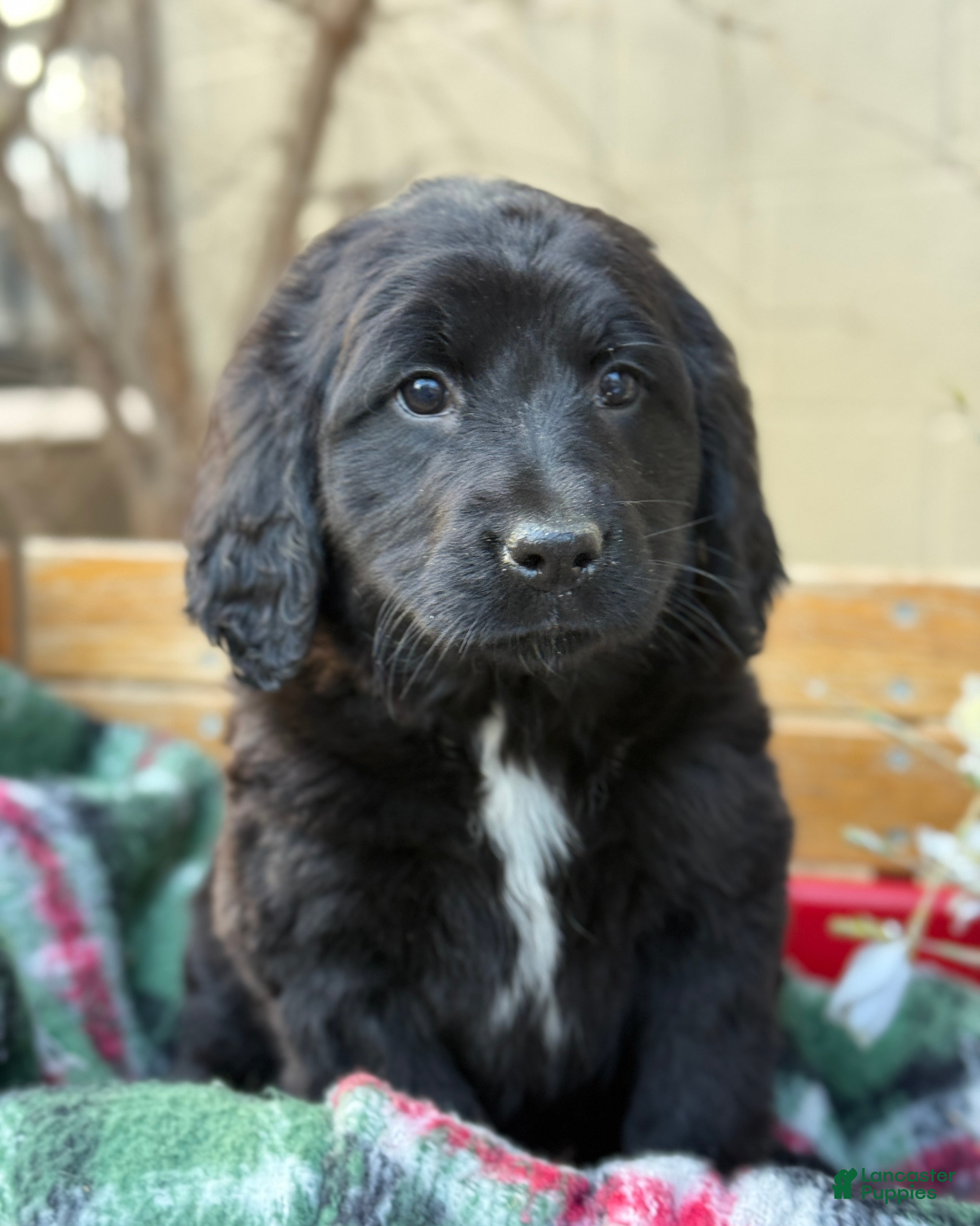 Mixed Breed dogs Rosie - Ad 19