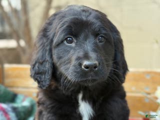 Mixed Breed dogs Rosie - Ad 19