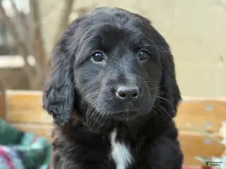 Mixed Breed dogs Rosie - Ad 41