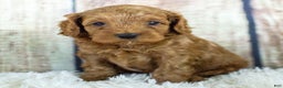 Cockapoo dogs for sale: Kane - Ad 5