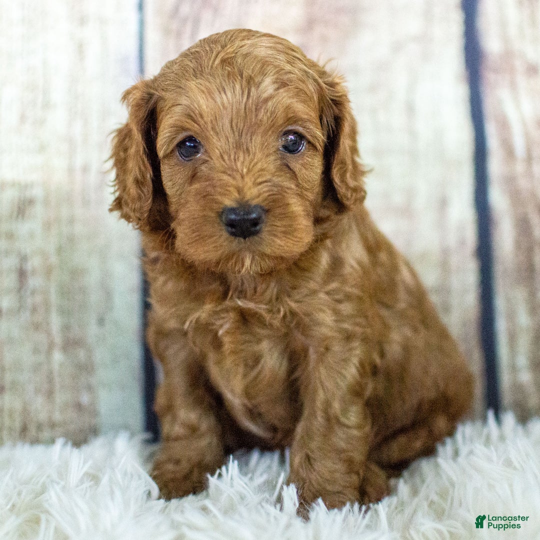 Cockapoo dogs for sale: Kane - Ad 5